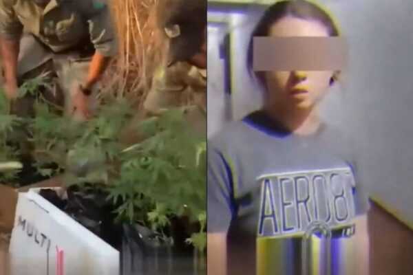 gringos-sao-presos-por-plantar-maconha-em-go:-“achei-que-podia”.-video