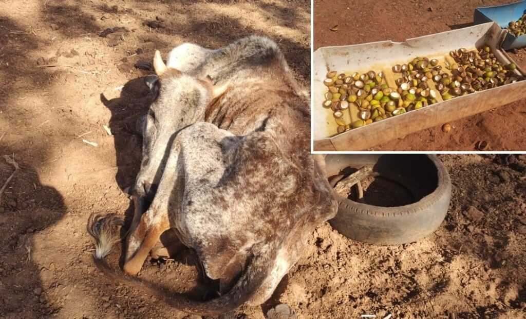 Dono rural é multado em R$ 117 mil por maus-tratos a 38 bovinos proprietario-rural-e-multado-em-r$-117-mil-por-maus-tratos-a-38-bovinos