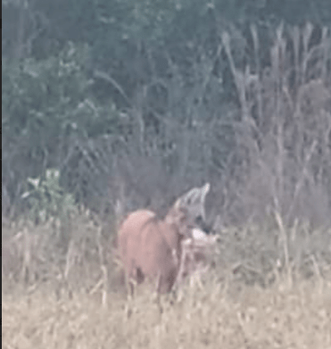 Lobo-guará assusta moradores em sítio de Votuporanga lobo-guara-assusta-moradores-em-sitio-de-votuporanga