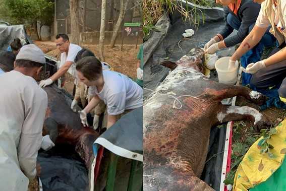Anta que morreu depois de ser resgatada com corpo queimado em incêndio estava prenha, diz ONG anta-que-morreu-apos-ser-resgatada-com-corpo-queimado-em-incendio-estava-prenha,-diz-ong
