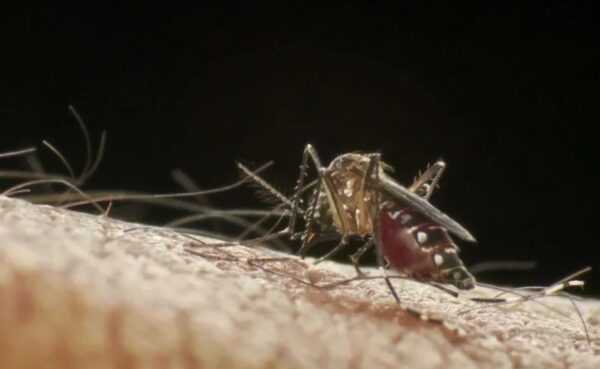 Votuporanga registra 13ª morte por dengue em 2024 votuporanga-registra-13a-morte-por-dengue-em-2024