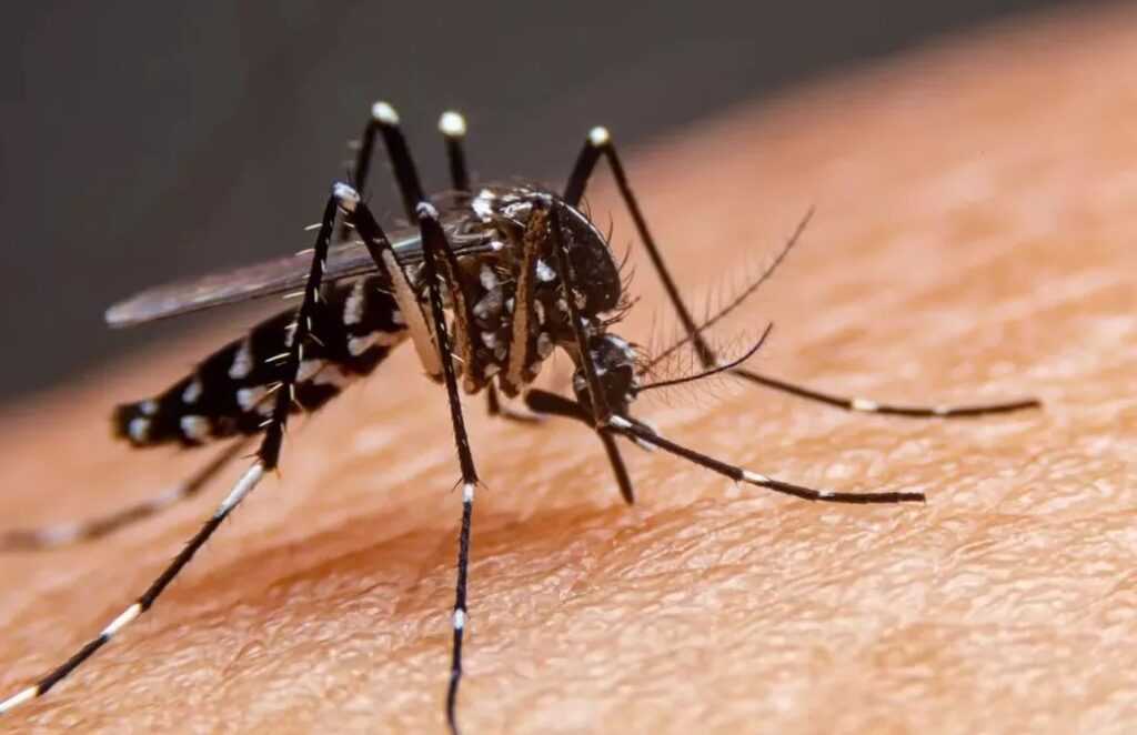 Votuporanga ultrapassa 2,7 mil casos de dengue em 2025 votuporanga-ultrapassa-2,7-mil-casos-de-dengue-em-2025