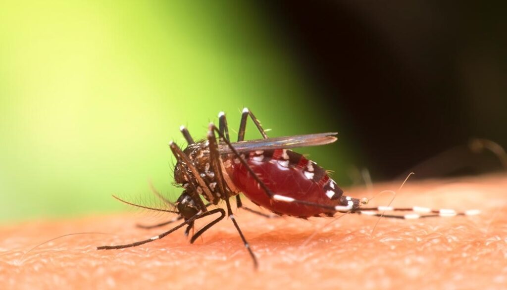 epidemia:-votuporanga-confirma-4a-morte-por-dengue-em-2025 