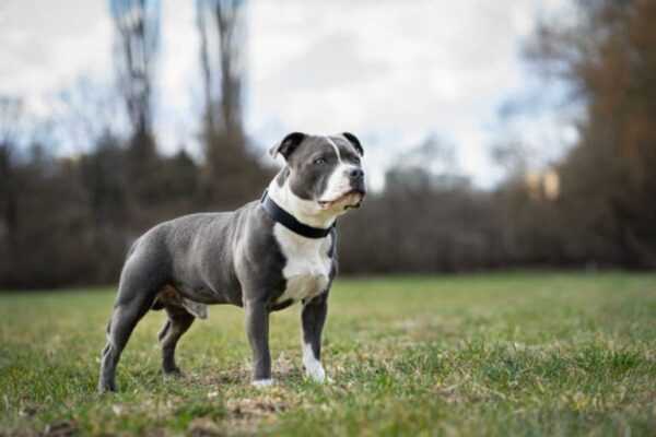 RJ: mulher de 75 anos morre depois de ser atacada por pit-bull rj:-mulher-de-75-anos-morre-apos-ser-atacada-por-pit-bull