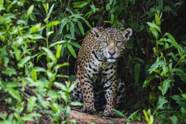 Regiões de proteção na Amazônia abrigam mais de seis mil onças-pintadas areas-de-protecao-na-amazonia-abrigam-mais-de-seis-mil-oncas-pintadas