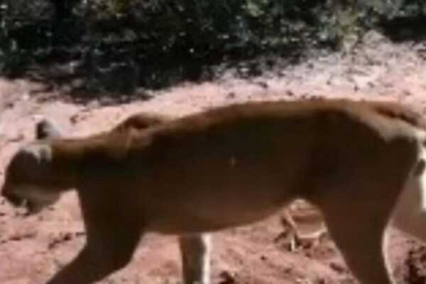 Vídeo: morador atrai onça com comida de porcos e registra visita video:-morador-atrai-onca-com-comida-de-porcos-e-registra-visita