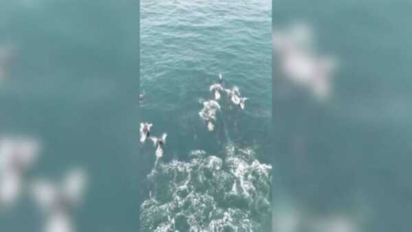 Mais de 100 golfinhos são vistos nadando perto de farol em SC. Veja mais-de-100-golfinhos-sao-vistos-nadando-perto-de-farol-em-sc.-veja