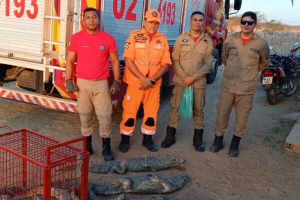 Família de nove jacarés é resgatada em fundo de poço no Ceará familia-de-nove-jacares-e-resgatada-em-fundo-de-poco-no-ceara