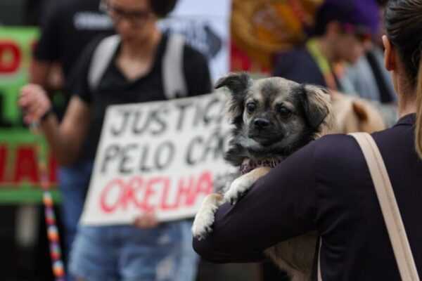 Morte do cão Orelha provoca mobilizações em capitais. Veja fotos morte-do-cao-orelha-provoca-mobilizacoes-em-capitais.-veja-fotos