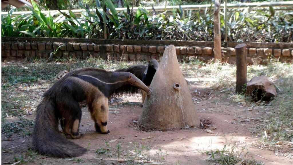 tamandua-bandeira-e-destaque-na-programacao-de-marco-no-zoobotanico-de-rio-preto